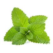 Peppermint Oil