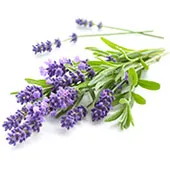 lavender 761917009